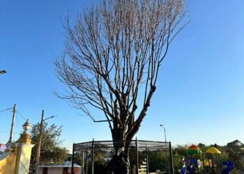 Retiro de Árbol Fresno en la Plaza Pública de Chiautzingo