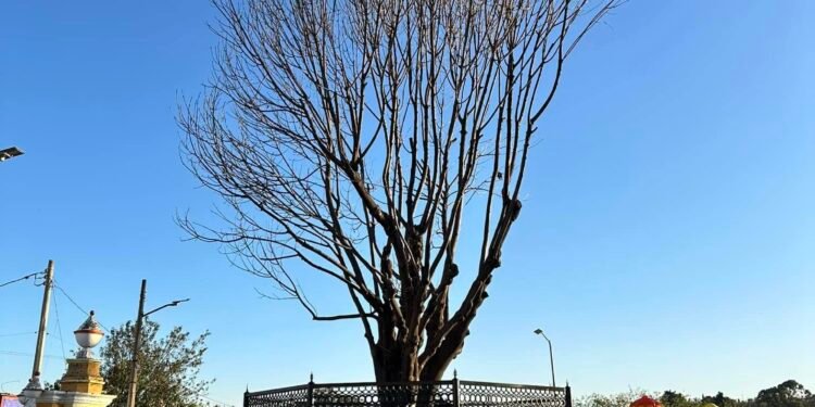 Retiro de Árbol Fresno en la Plaza Pública de Chiautzingo