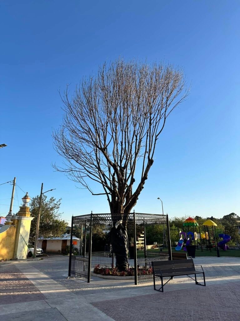 Retiro de Árbol Fresno en la Plaza Pública de Chiautzingo