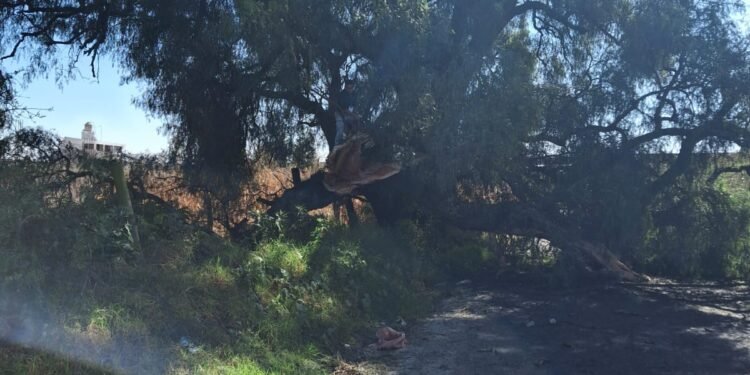 Caída de árbol en carretera Huejotzingo-Nealtican provoca cierre parcial