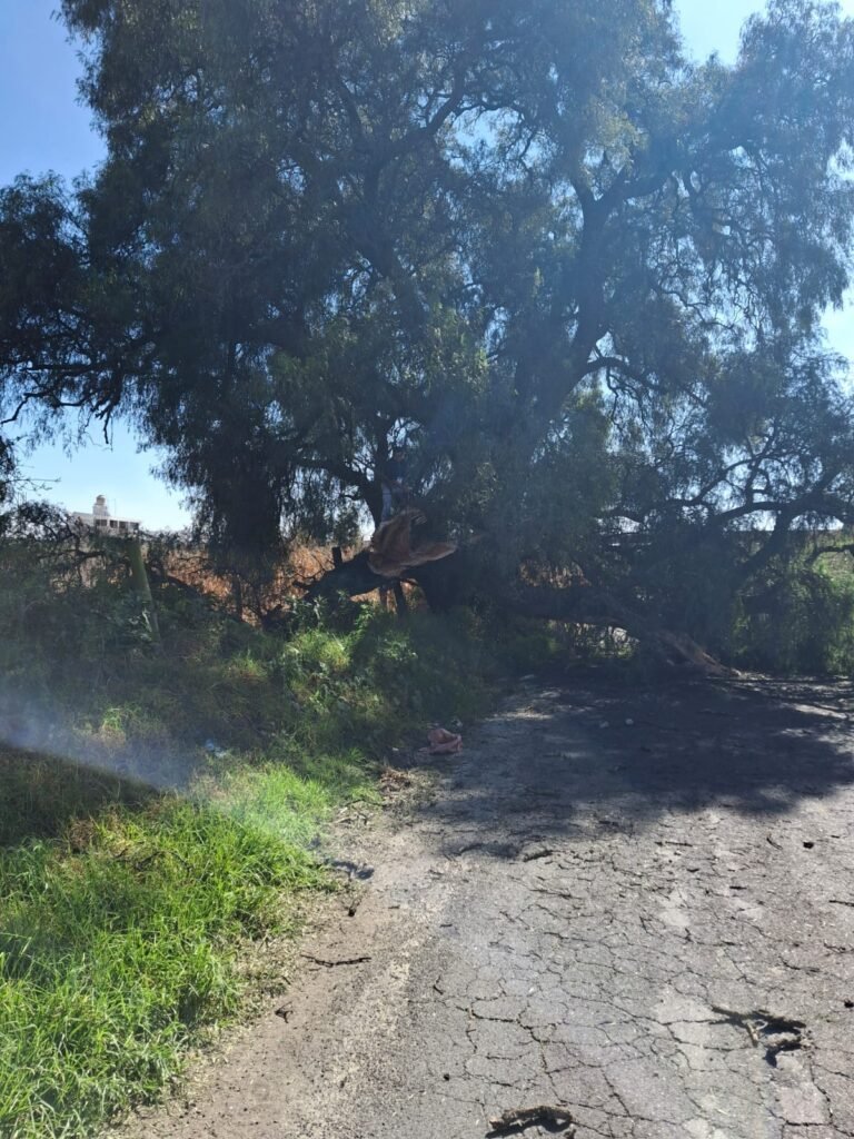 Caída de árbol en carretera Huejotzingo-Nealtican provoca cierre parcial