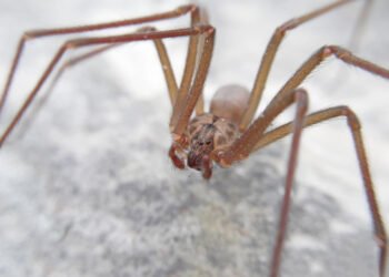 Joven picado por araña violinista recibe atención tras ser negado servicio en hospitales de Puebla