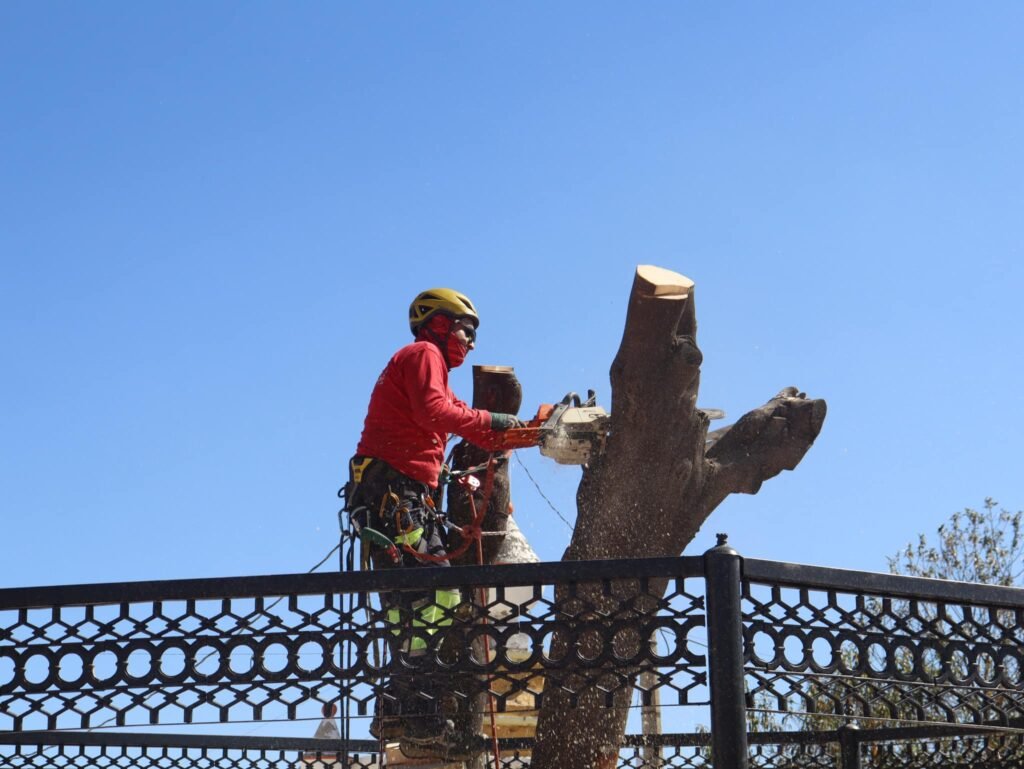 Retiro de árbol seco en la explanada municipal en Chiautzingo