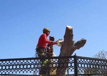 Retiro de árbol seco en la explanada municipal en Chiautzingo