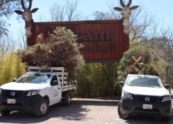 Campaña "Verde Navidad" promueve el reciclaje de árboles en Tlahuapan