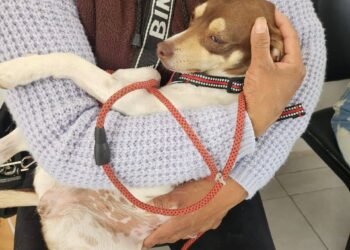 Éxito en jornada gratuita de esterilización en Huejotzingo