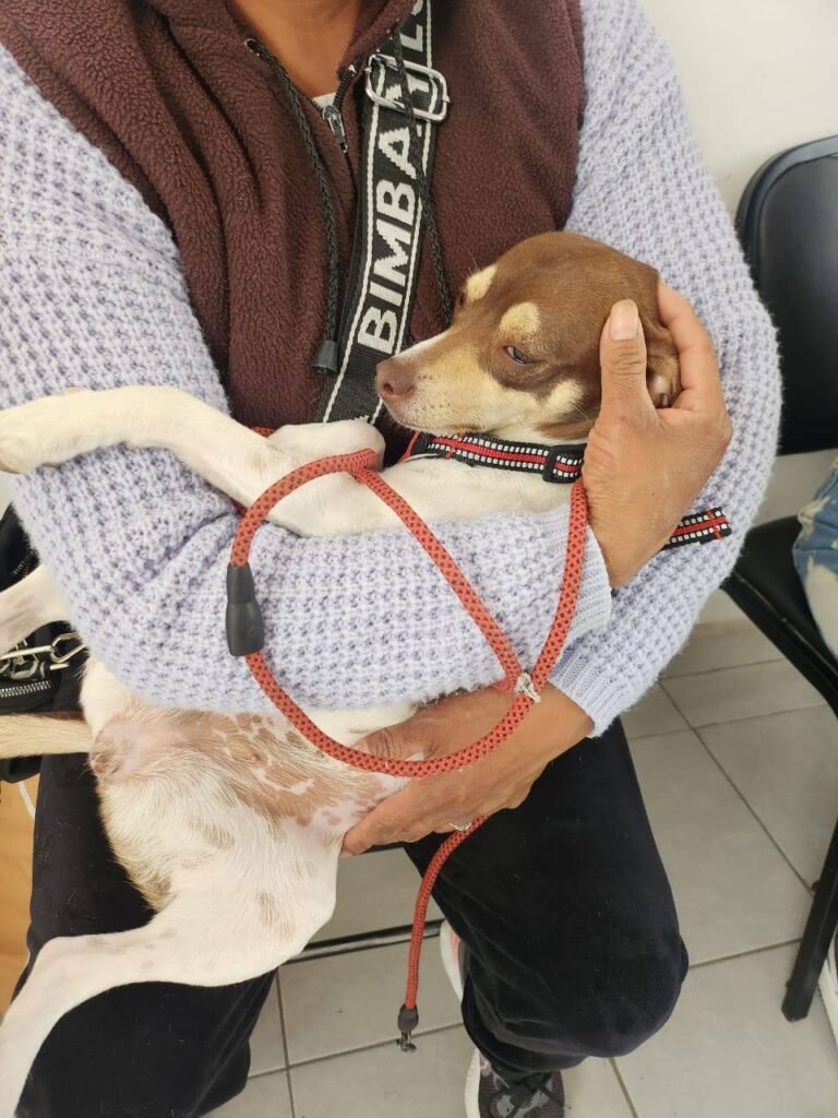 Éxito en jornada gratuita de esterilización en Huejotzingo