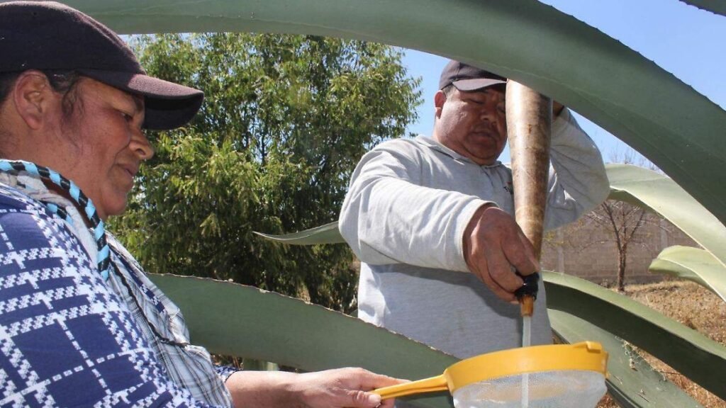 San Mateo Ozolco celebra la tradición con la Feria del Pulque 2025