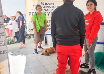 Realizan jornadas gratuitas de esterilización en Huejotzingo