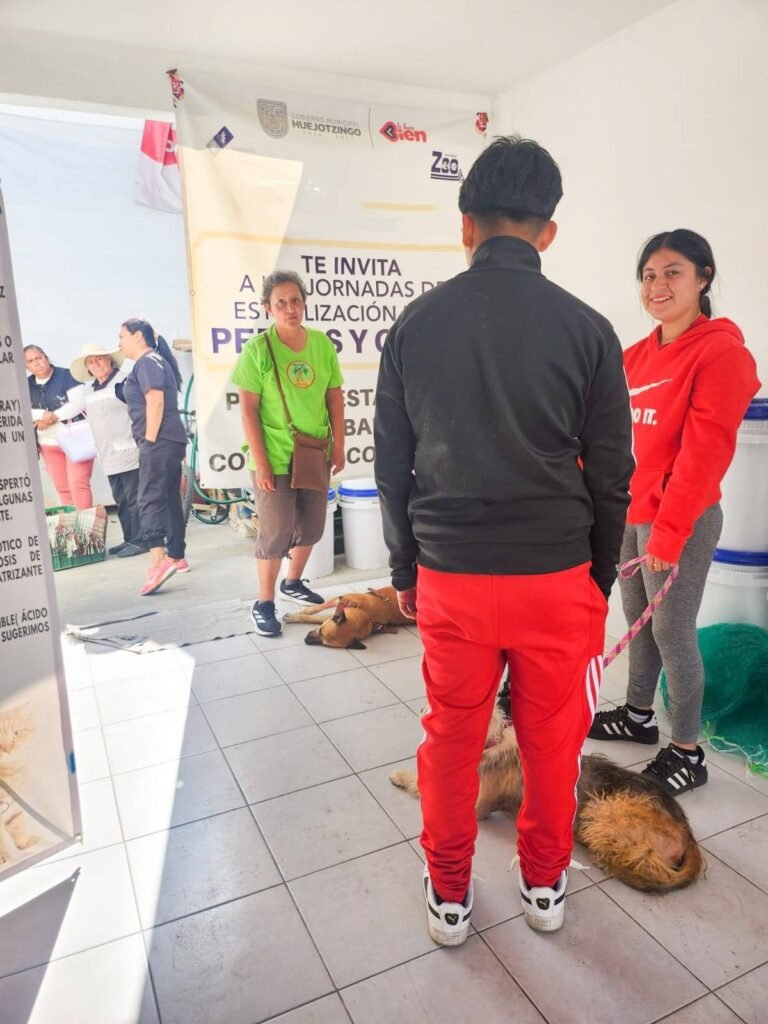 Realizan jornadas gratuitas de esterilización en Huejotzingo