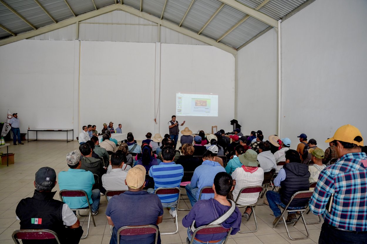 Productores de tejocote fortalecen prácticas agrícolas en Calpan