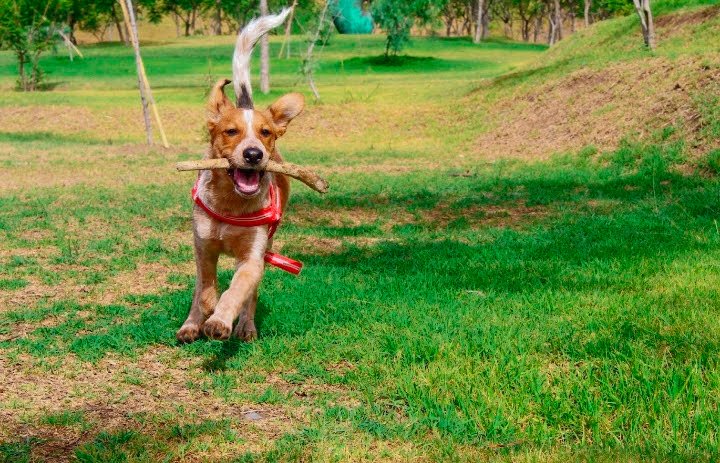 Huejopeludos celebra cinco años de lucha contra el maltrato animal