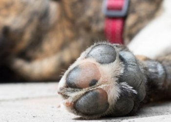 Tehuacán investiga casos de presunto envenenamiento de perros