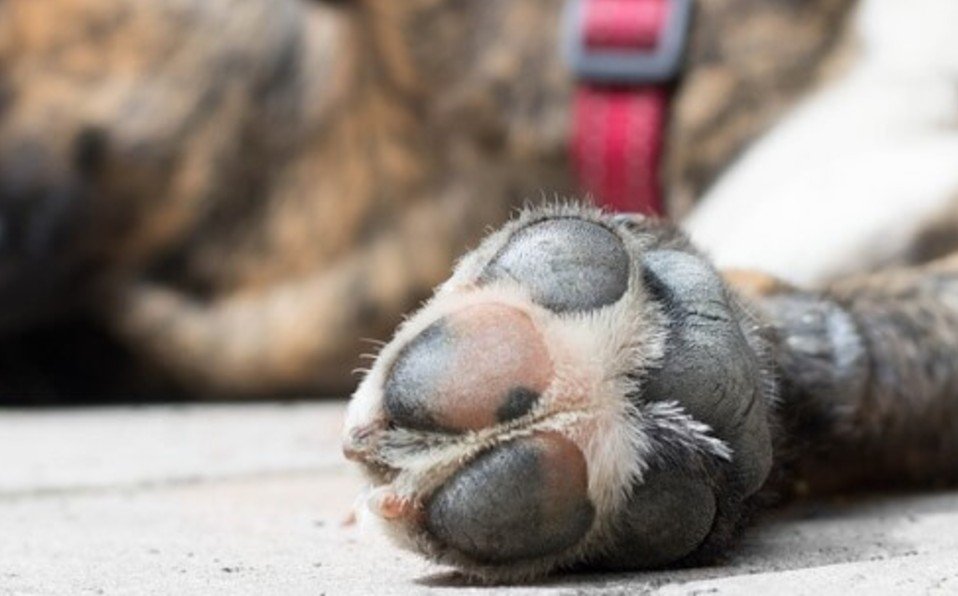 Tehuacán investiga casos de presunto envenenamiento de perros