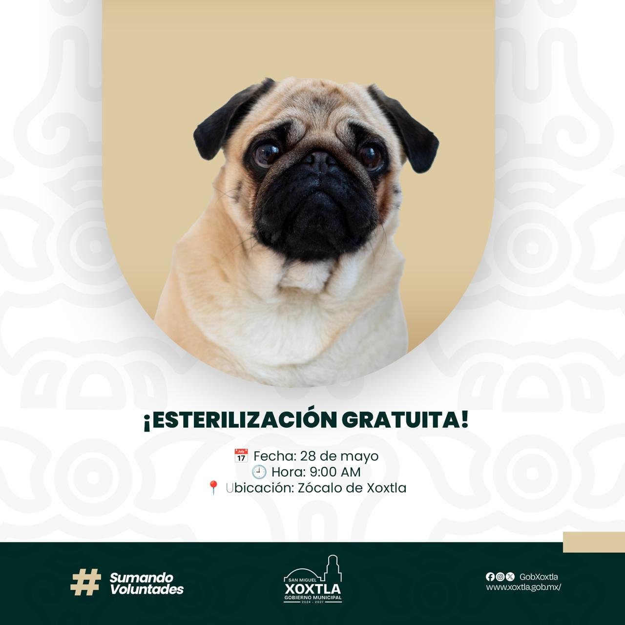Xoxtla lanza jornada gratuita de esterilización para mascotas