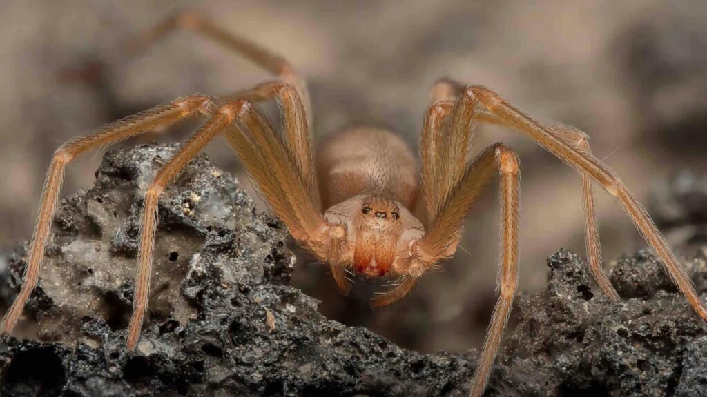 Puebla refuerza atención médica ante casos de araña violinista
