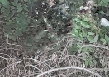 Hallan sin vida a mujer amordazada en zona pantanosa de Texmelucan