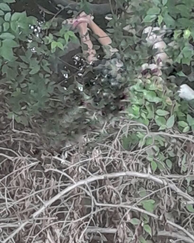 Hallan sin vida a mujer amordazada en zona pantanosa de Texmelucan