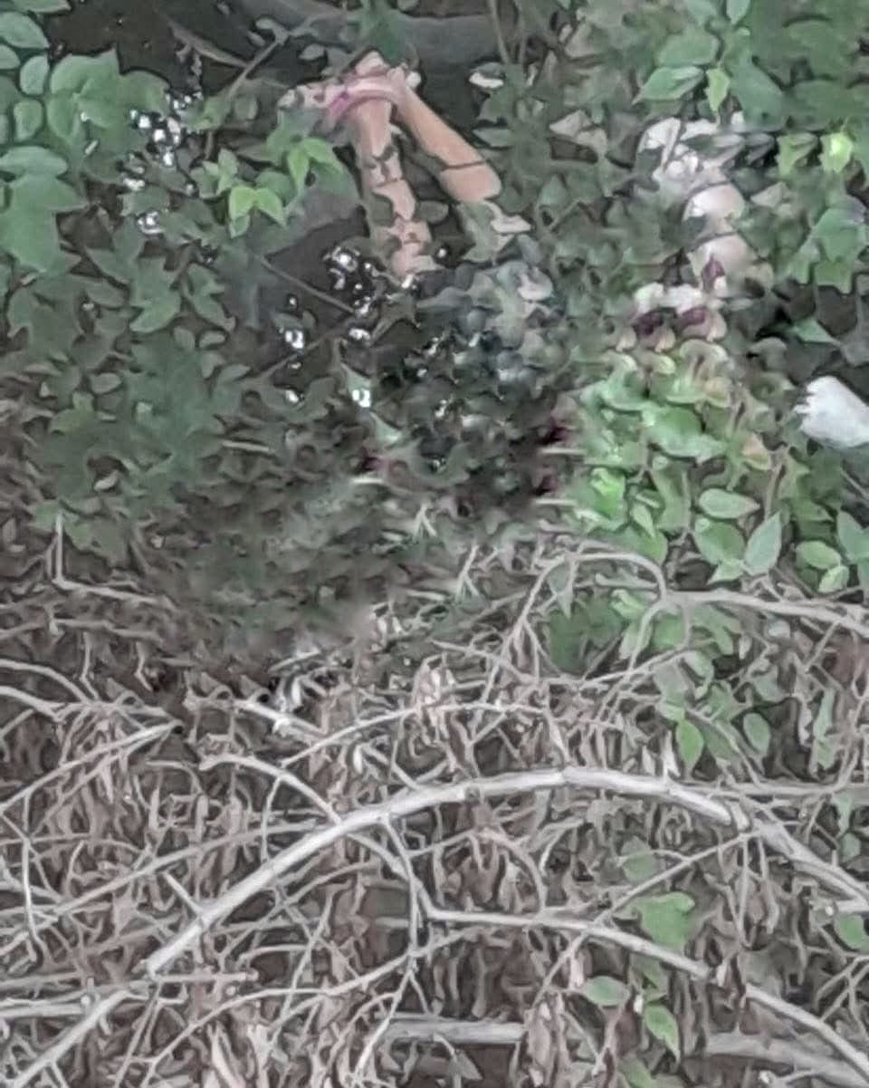 Hallan sin vida a mujer amordazada en zona pantanosa de Texmelucan