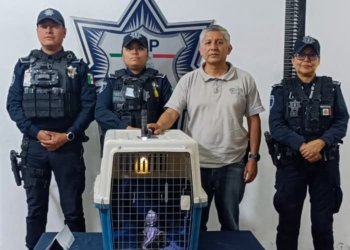 Cocodrilo es hallado en una mochila abandonada en el zócalo de Puebla