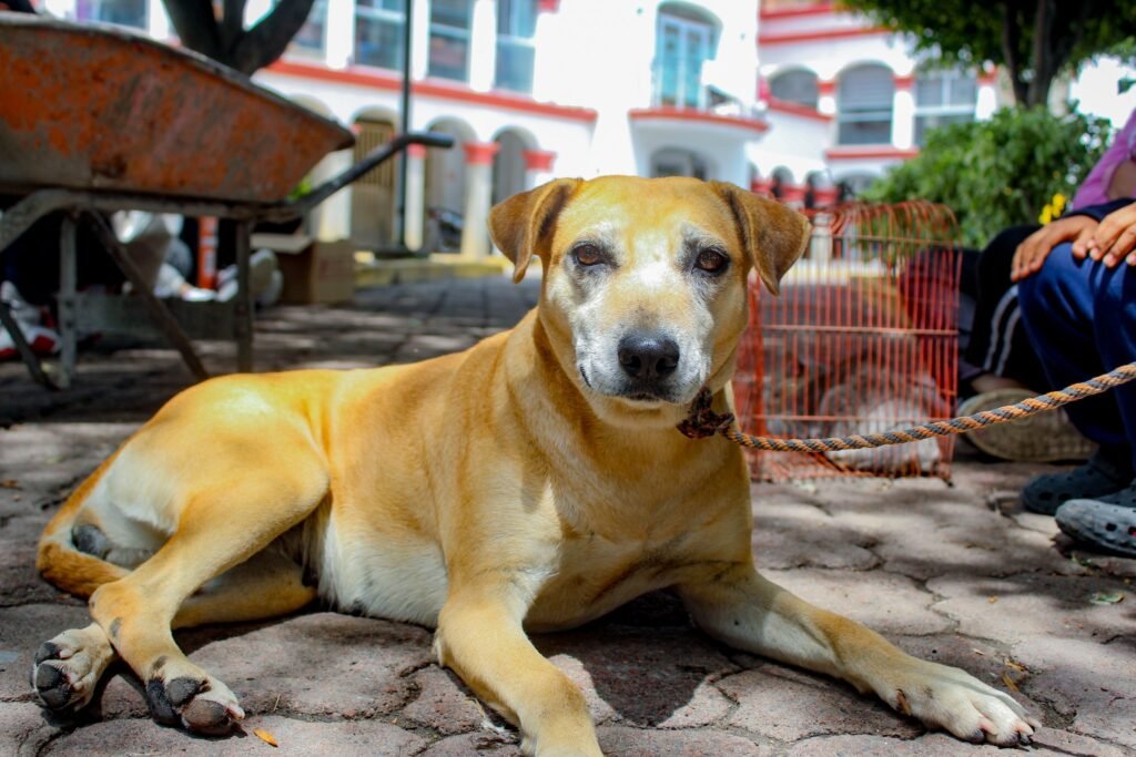 Nealtican impulsa esterilización de mascotas