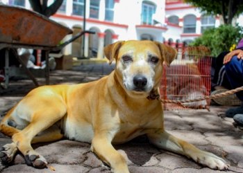 Nealtican impulsa esterilización de mascotas