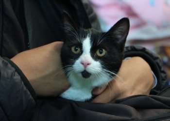 Continúa jornada de esterilización y vacunación gratuita en Cuautlancingo