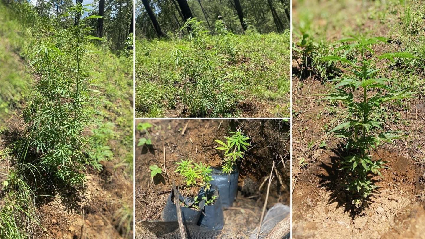 Detectan plantío de marihuana en terreno agrícola de Santa Rita Tlahuapan